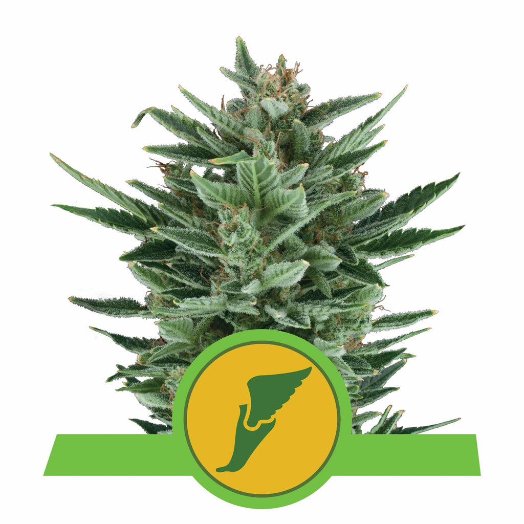 QUICK ONE AUTO X3-ROYAL QUEEN - imagen 2