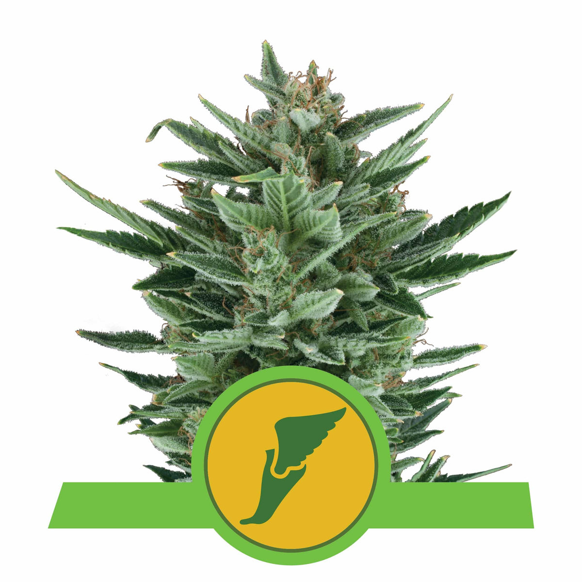 QUICK ONE AUTO X3-ROYAL QUEEN - imagen 2