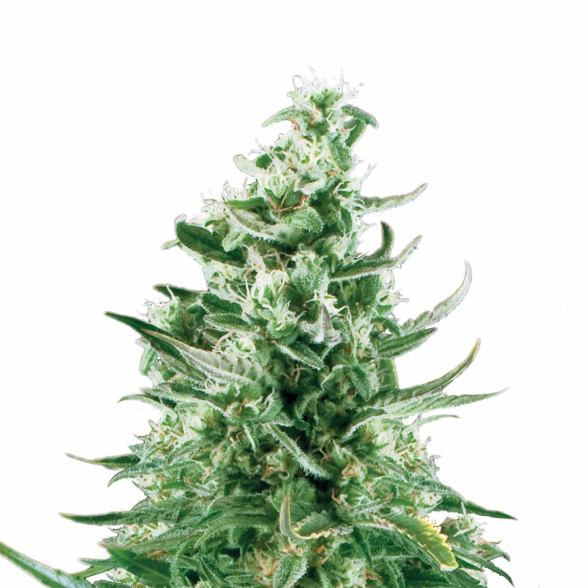 ROYAL CRITICAL AUTO X3-ROYAL QUEEN - imagen 2