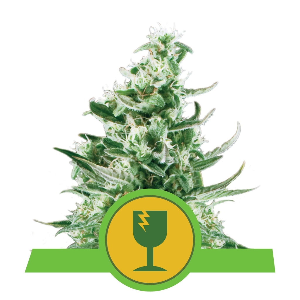 ROYAL CRITICAL AUTO X3-ROYAL QUEEN - imagen 3