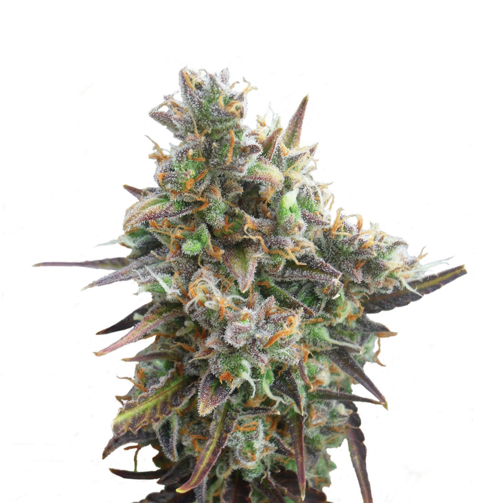 ROYAL BLUEMATIC AUTO X3-ROYAL QUEEN - imagen 2