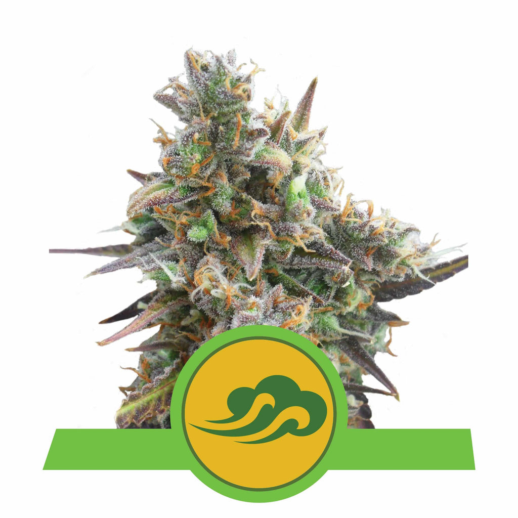 ROYAL BLUEMATIC AUTO X3-ROYAL QUEEN - imagen 3