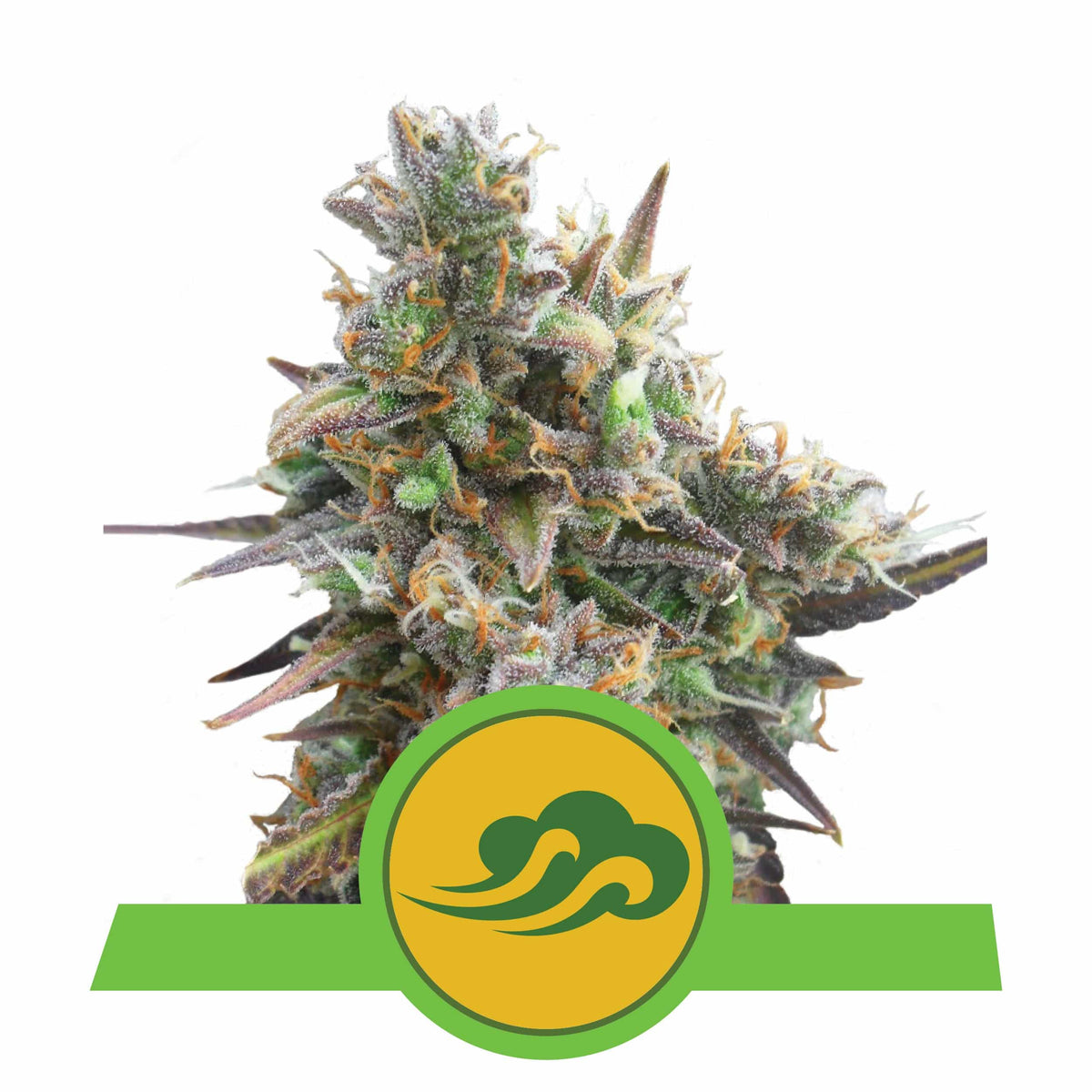 ROYAL BLUEMATIC AUTO X3-ROYAL QUEEN - imagen 3