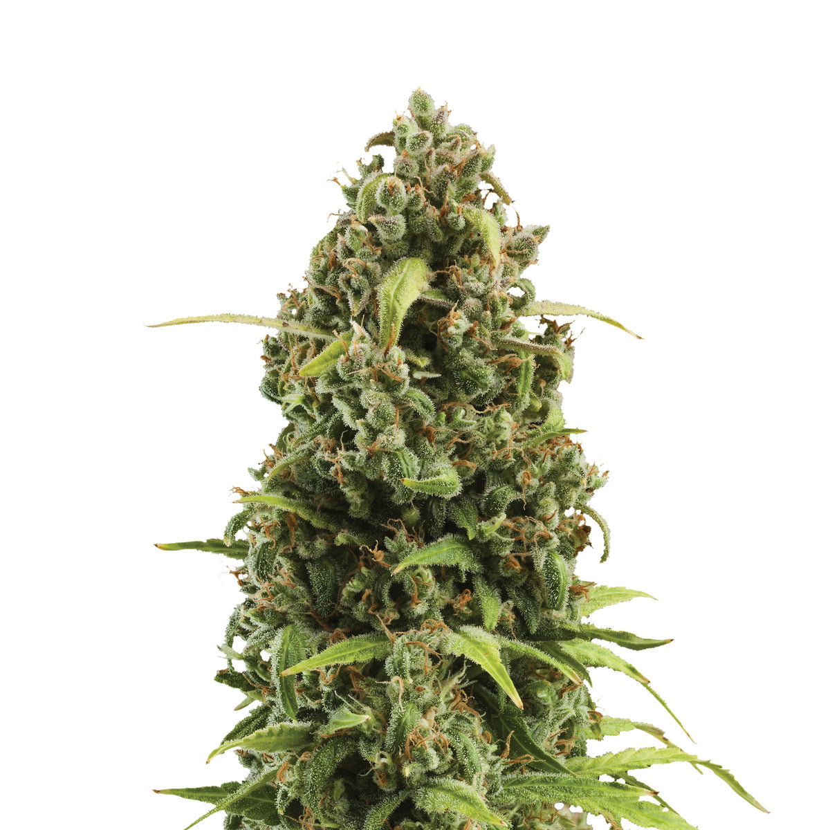 DIESEL AUTO X3-ROYAL QUEEN - imagen 2