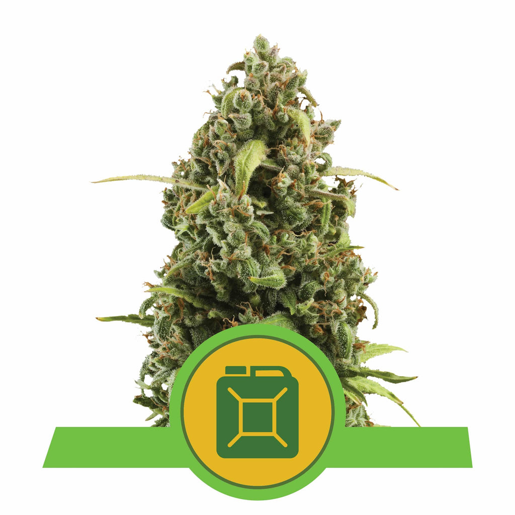 DIESEL AUTO X3-ROYAL QUEEN - imagen 3