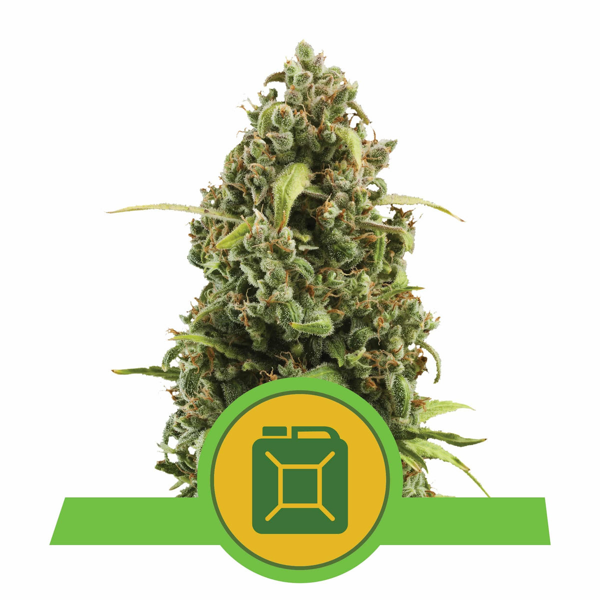 DIESEL AUTO X3-ROYAL QUEEN - imagen 3