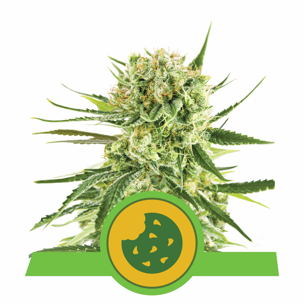 ROYAL COOKIES USA PREMIUM AUTO X3-ROYAL QUEEN - imagen 3