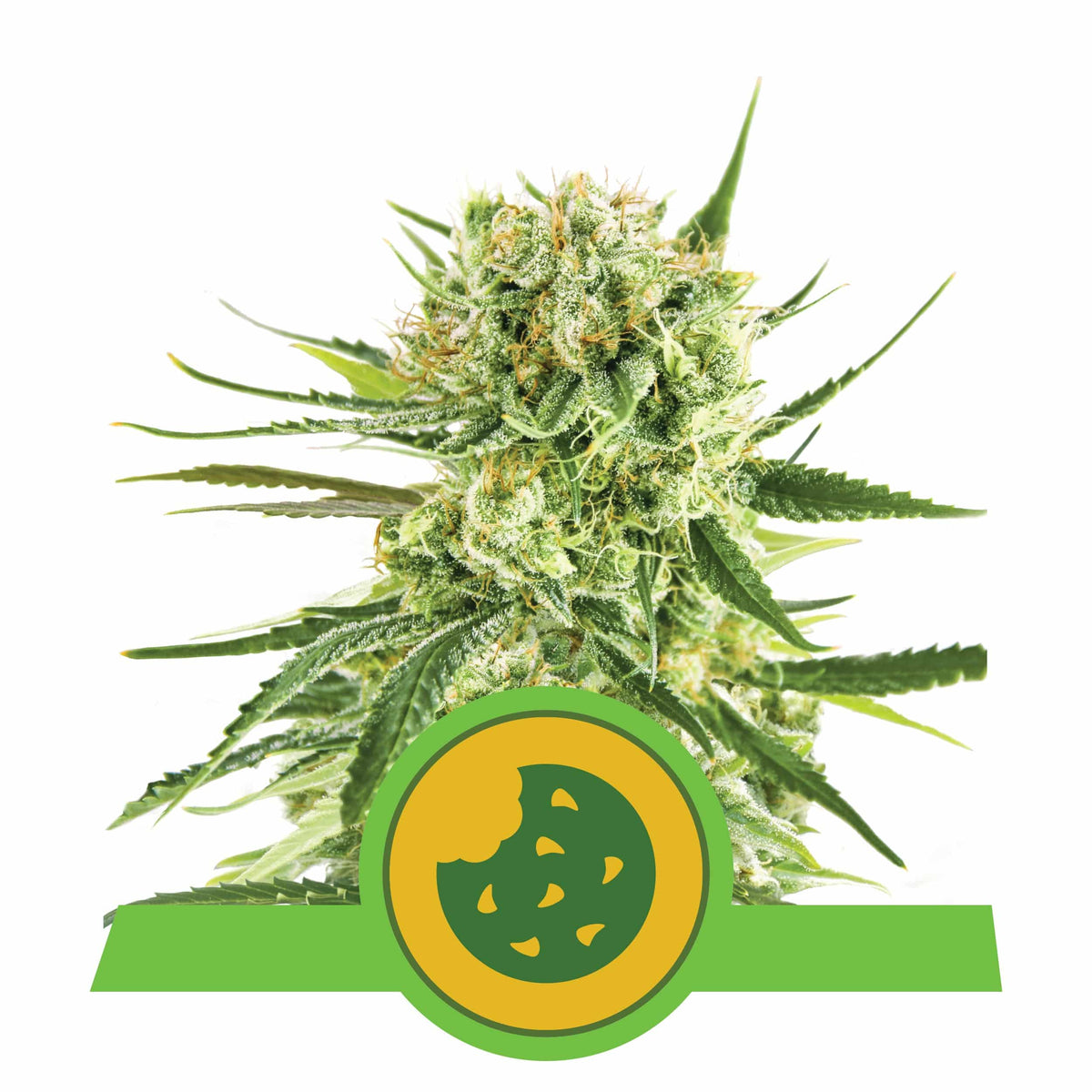 ROYAL COOKIES USA PREMIUM AUTO X3-ROYAL QUEEN - imagen 3