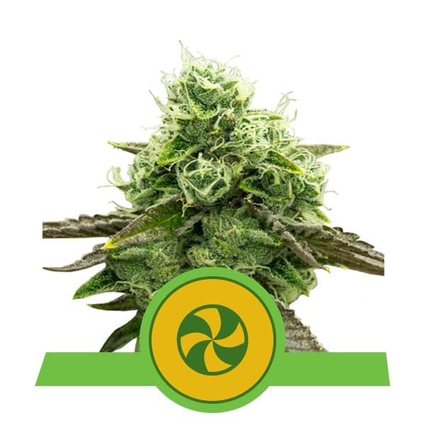 SWEET ZZ USA PREMIUM AUTO X3-ROYAL QUEEN - imagen 2