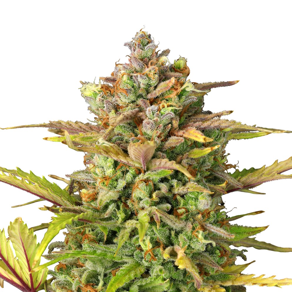 SWEET ZZ USA PREMIUM AUTO X3-ROYAL QUEEN - imagen 3