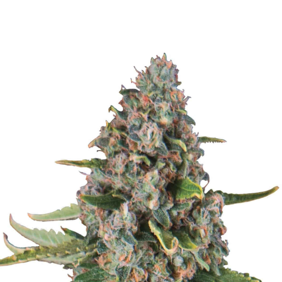 SHERBET QUEEN USA PREMIUM AUTO X3-ROYAL QUEEN - imagen 2