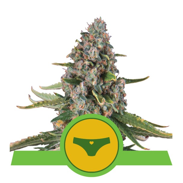 SHERBET QUEEN USA PREMIUM AUTO X3-ROYAL QUEEN - imagen 3