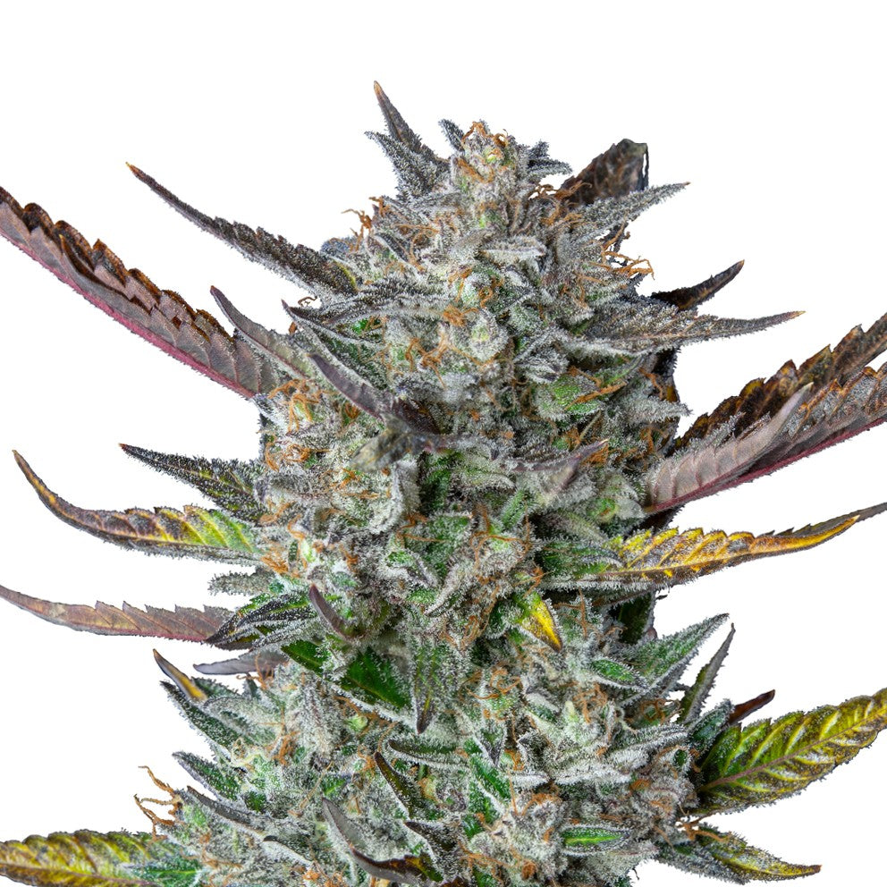 PURPLE PUNCH USA PREMIUM AUTO X3-ROYAL QUEEN - imagen 2