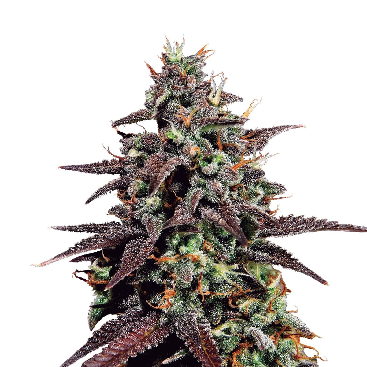 PURPLE PUNCH USA PREMIUM AUTO X3-ROYAL QUEEN - imagen 3