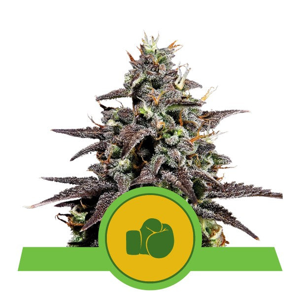 PURPLE PUNCH USA PREMIUM AUTO X3-ROYAL QUEEN - imagen 4