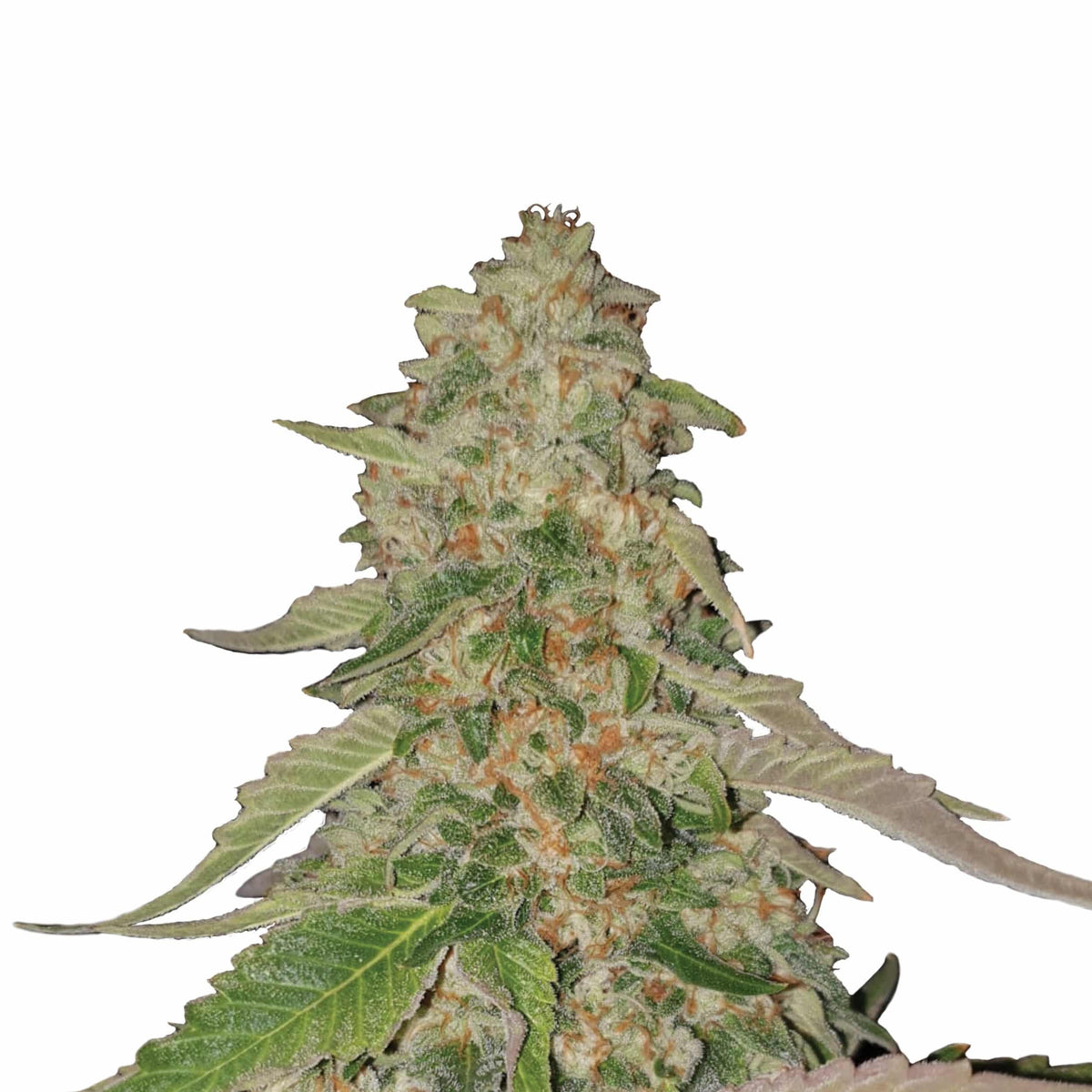 SWEET ZZ USA PREMIUM FEM X3-ROYAL QUEEN - imagen 2