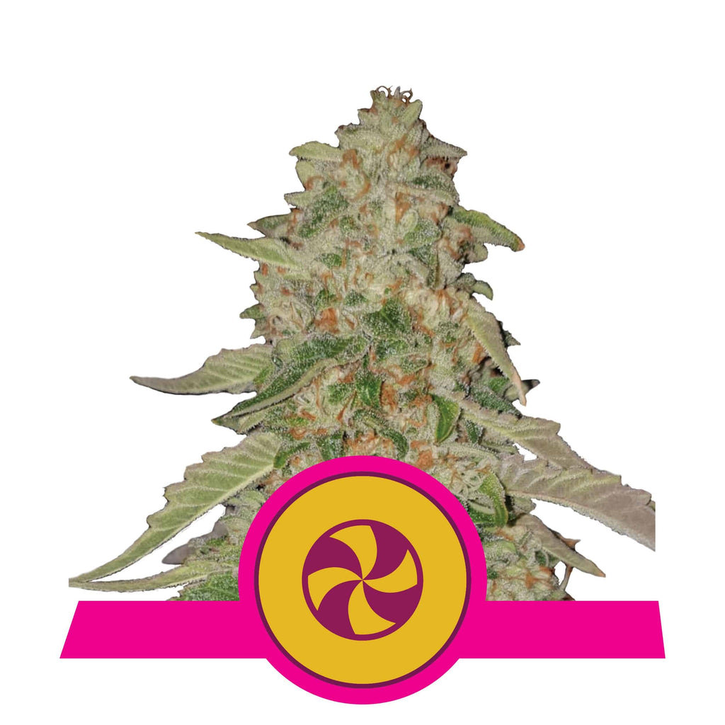 SWEET ZZ USA PREMIUM FEM X3-ROYAL QUEEN - imagen 4