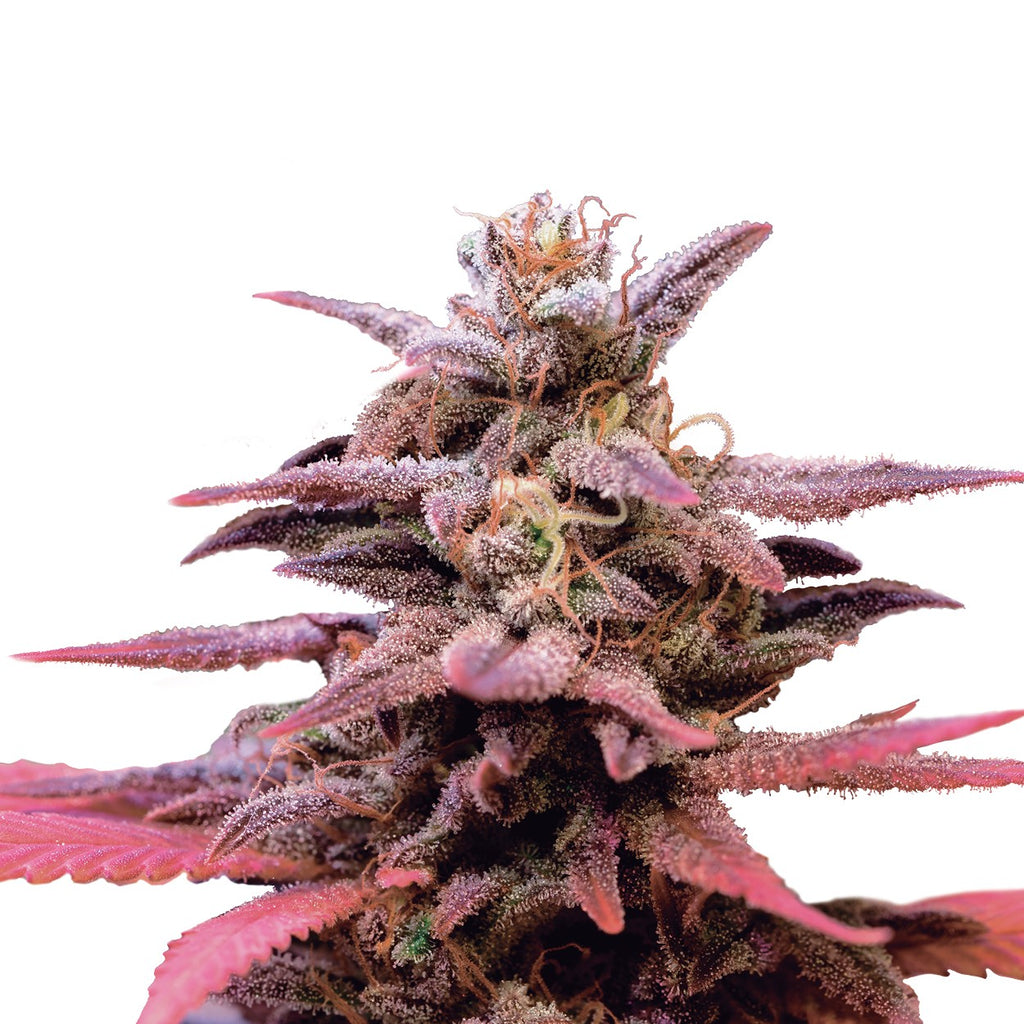 WEDDING CRASHER USA PREMIUM FEM X3-ROYAL QUEEN - imagen 2