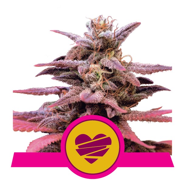 WEDDING CRASHER USA PREMIUM FEM X3-ROYAL QUEEN - imagen 3