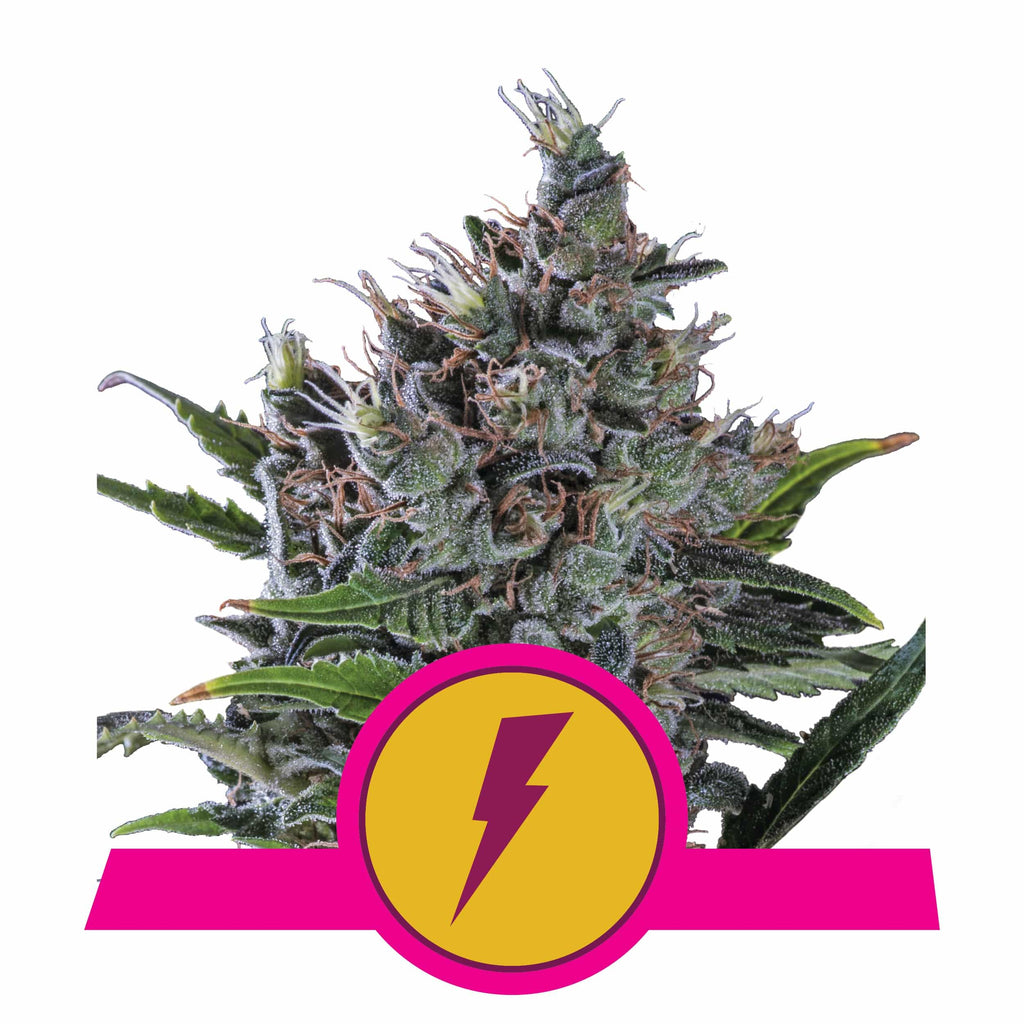 NORTH THUNDERFUCK USA PREMIUM FEM X3-ROYAL QUEEN - imagen 2