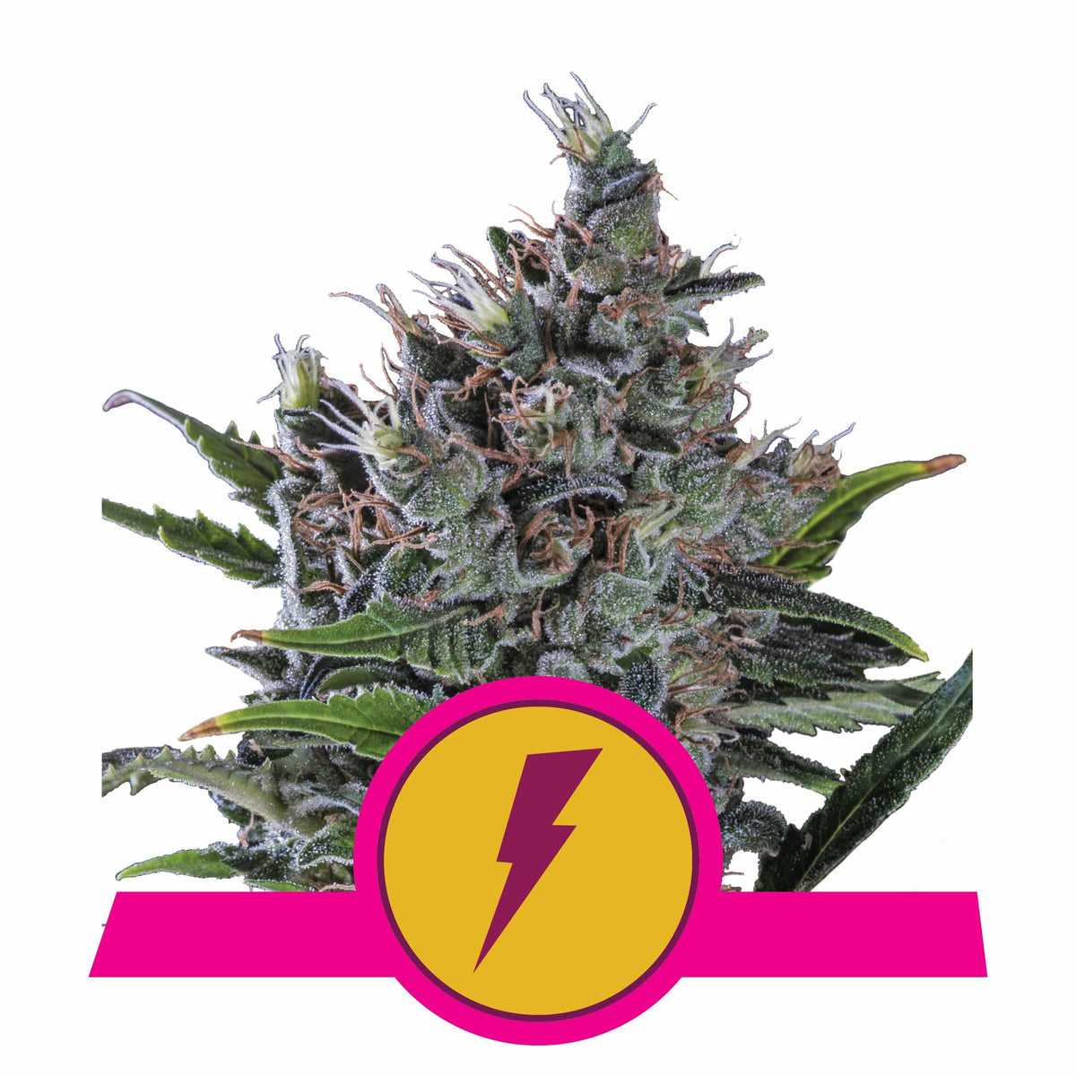 NORTH THUNDERFUCK USA PREMIUM FEM X3-ROYAL QUEEN - imagen 2