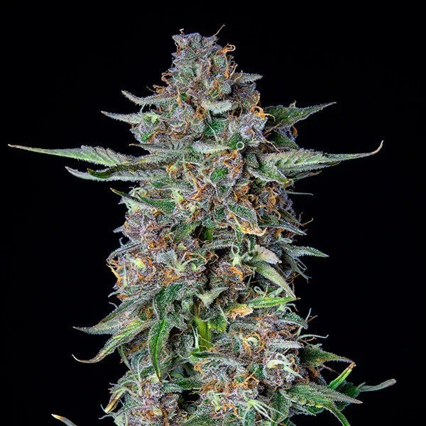 DO-SI-DOS USA PREMIUM AUTO X3-ROYAL QUEEN - imagen 2