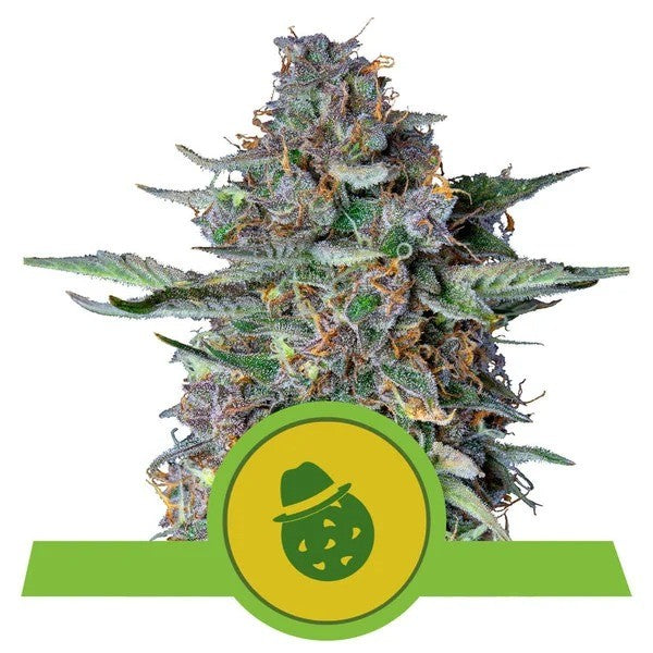DO-SI-DOS USA PREMIUM AUTO X3-ROYAL QUEEN - imagen 3