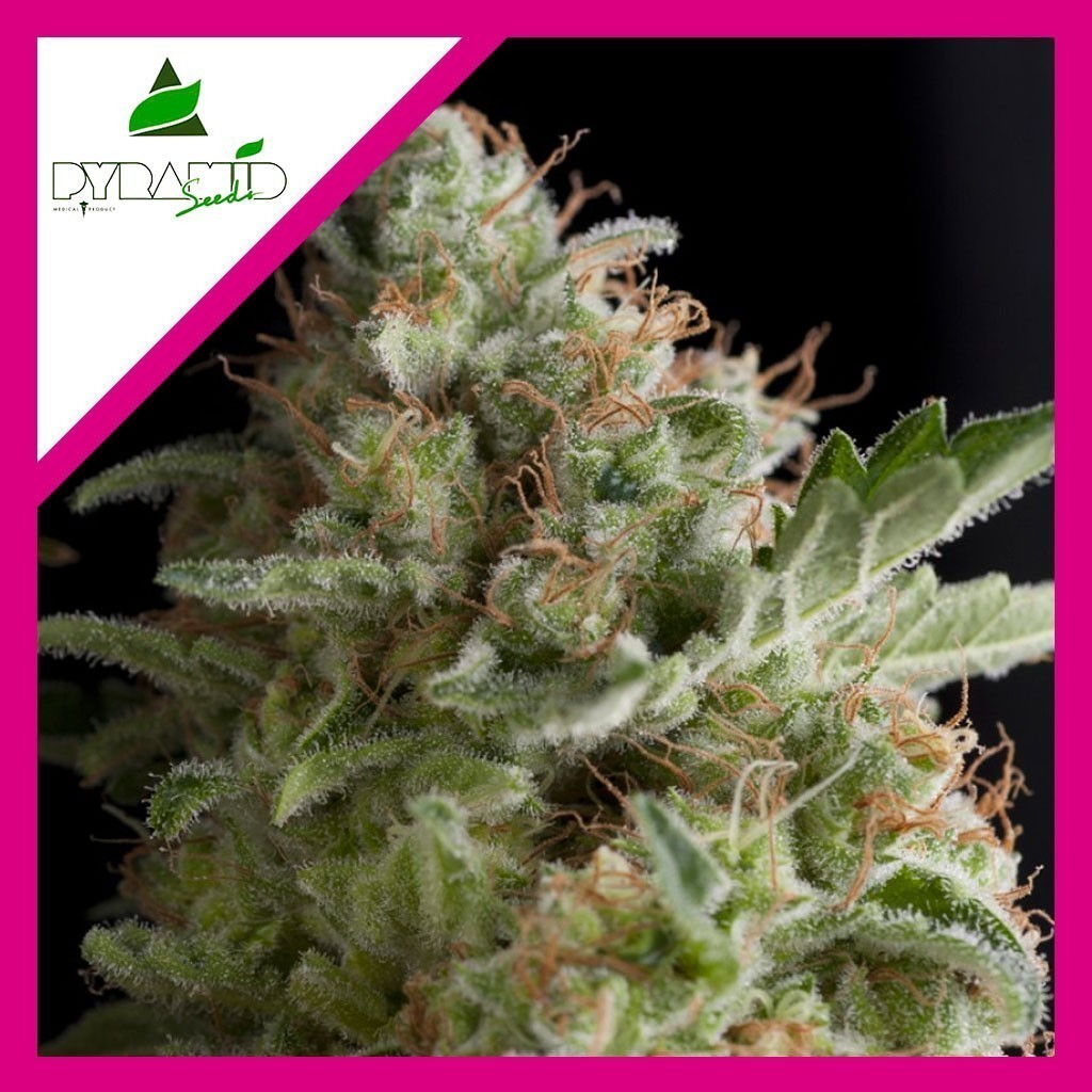 AMERICAN PIE FEM X1-PYRAMID SEEDS - imagen 2