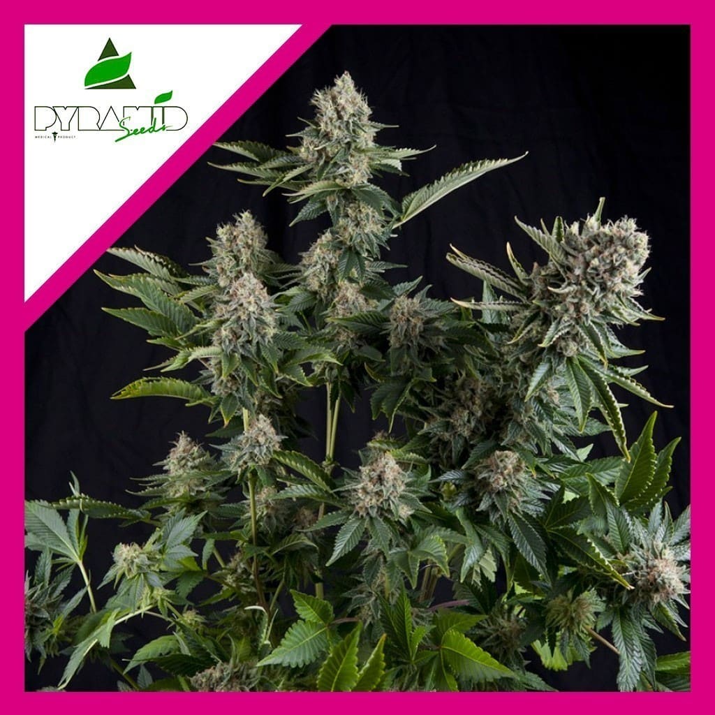 WHITE WIDOW FEM X1-PYRAMID SEEDS - imagen 2