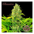 WHITE WIDOW CLASSICS AUTO X3+1-BUDDHA SEEDS