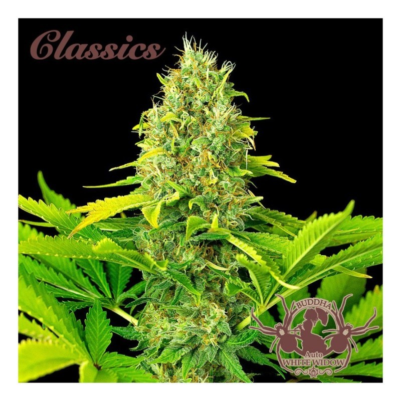 WHITE WIDOW CLASSICS AUTO X3+1-BUDDHA SEEDS
