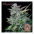 AMNESIA CLASSICS AUTO X3+1-BUDDHA SEEDS