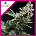 NEW YORK CITY FEM X1-PYRAMID SEEDS