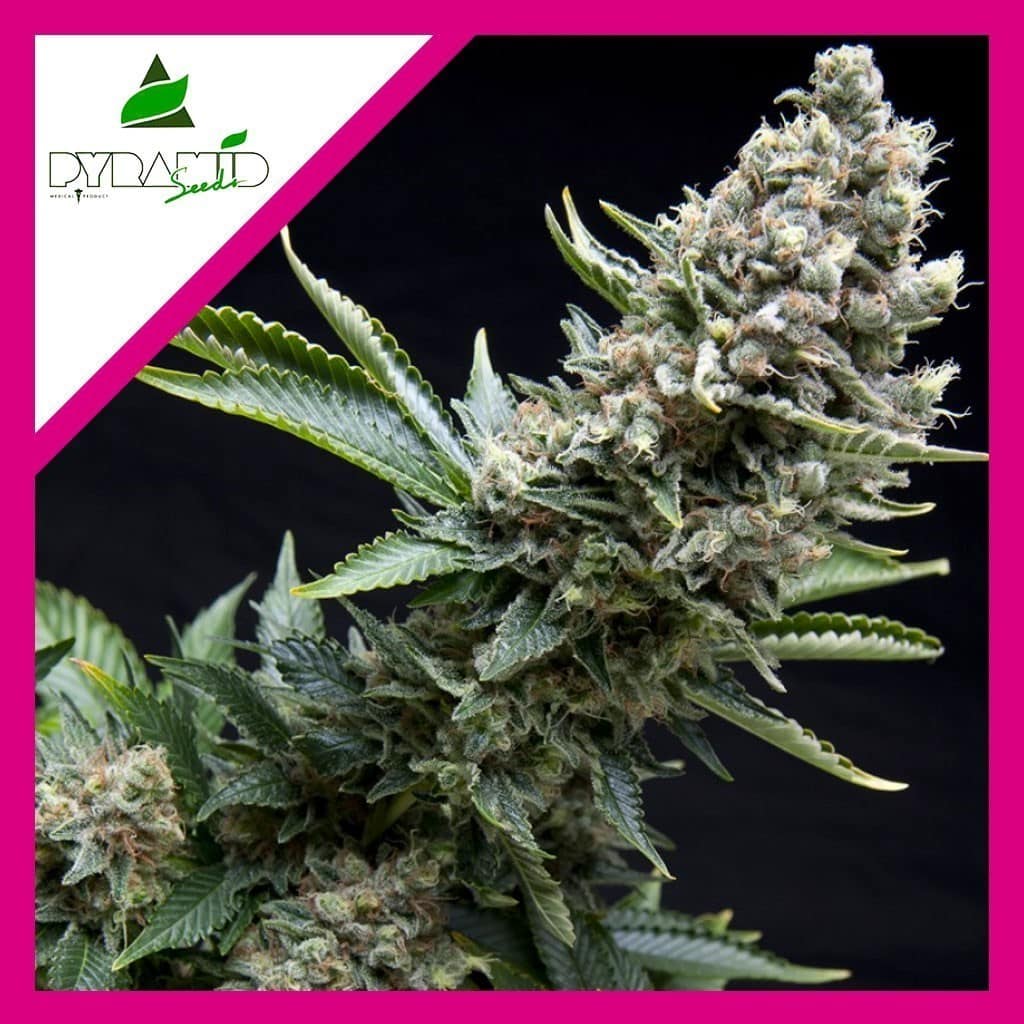 NEW YORK CITY FEM X1-PYRAMID SEEDS - imagen 2