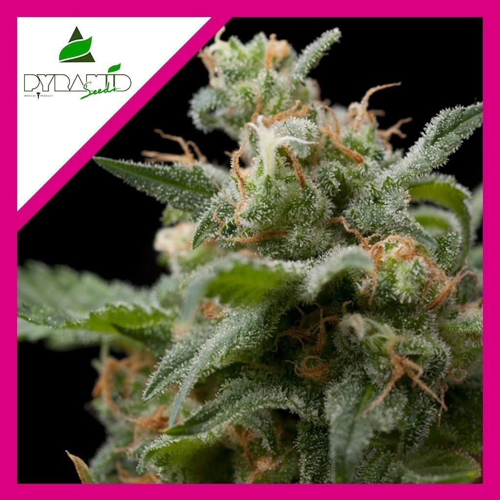 SUPER HASH FEM X1-PYRAMID SEEDS - imagen 2
