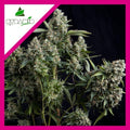 TUTANKHAMON FEM X1-PYRAMID SEEDS
