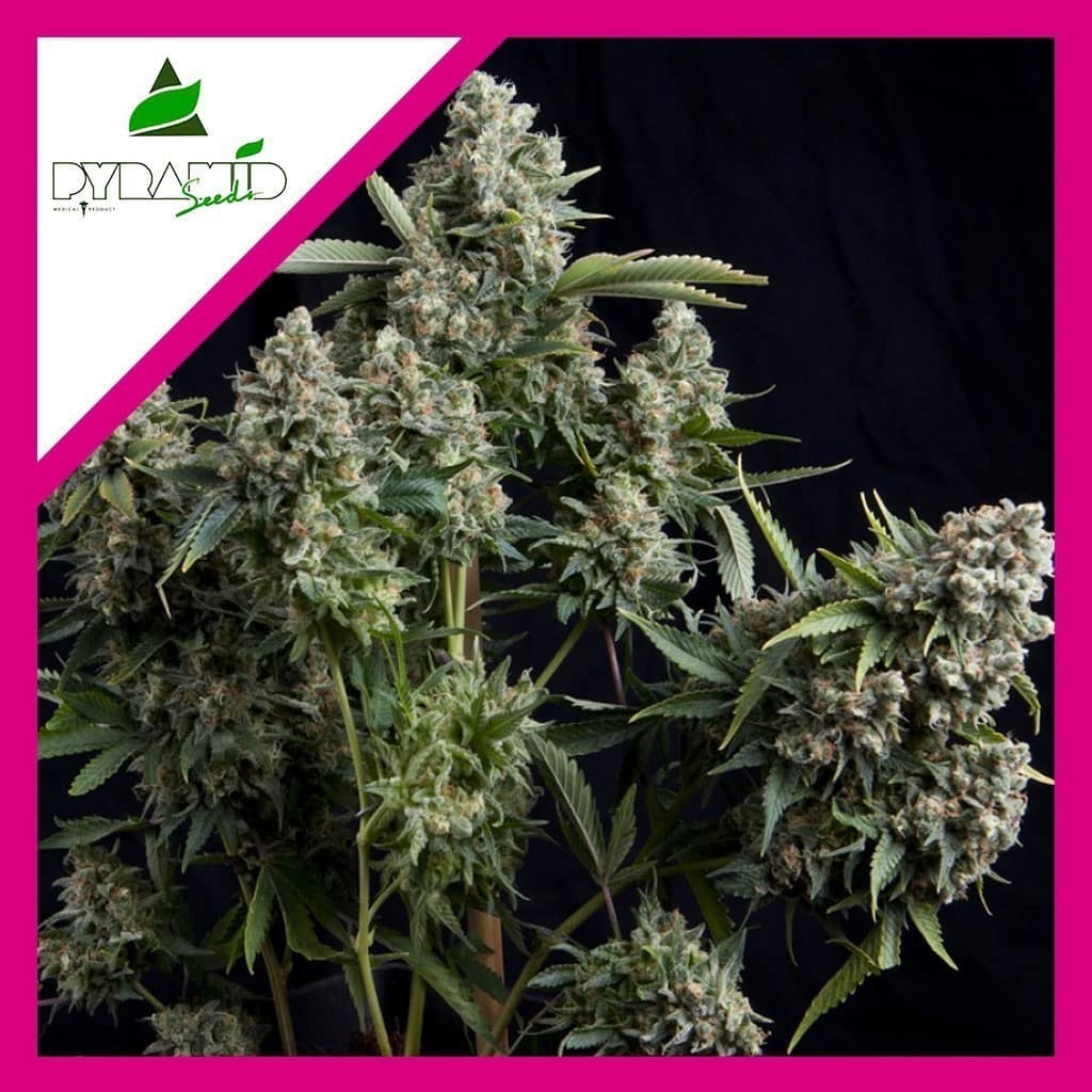 TUTANKHAMON FEM X1-PYRAMID SEEDS - imagen 2