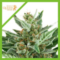 EASY BUD AUTO X3-ROYAL QUEEN SEEDS