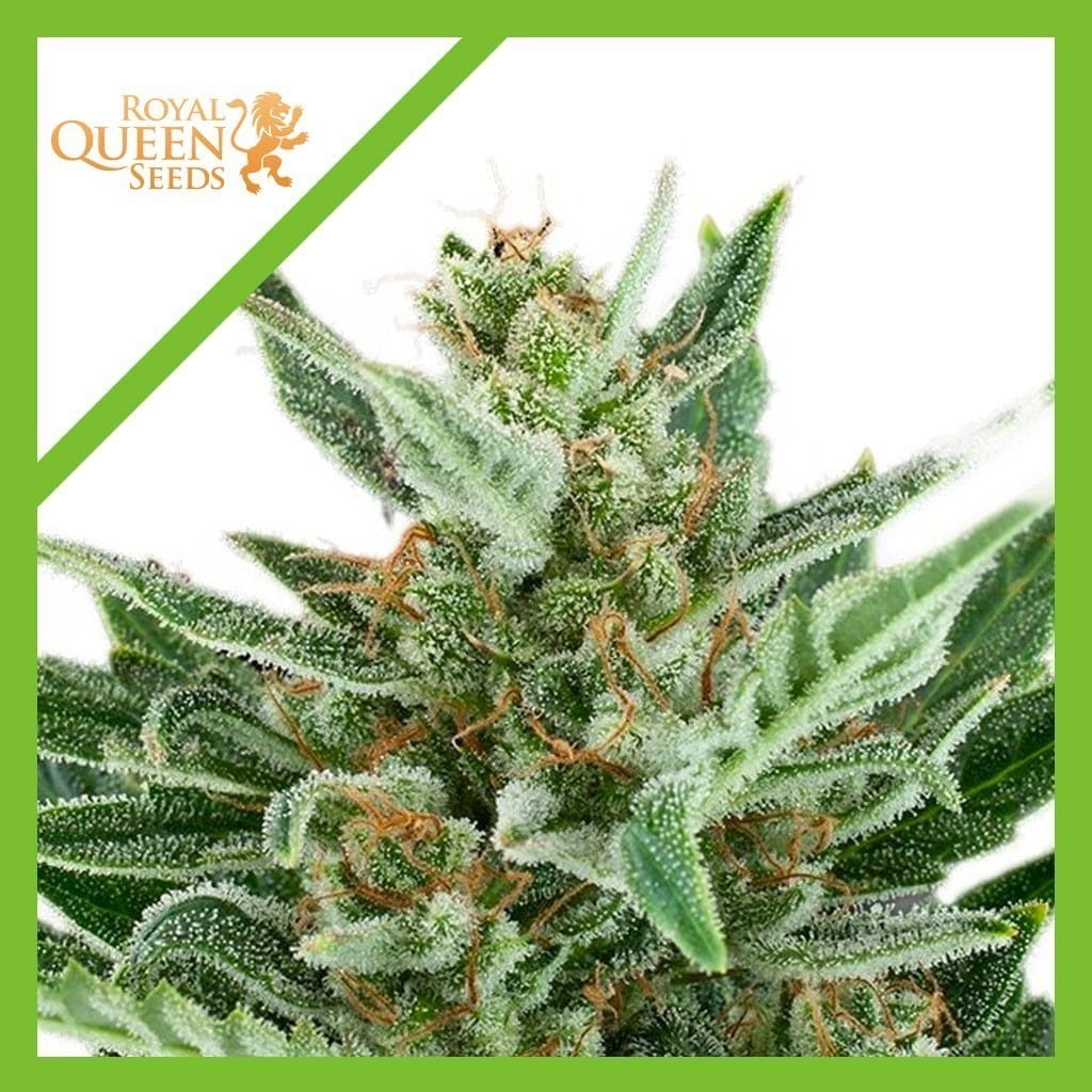 EASY BUD AUTO X3-ROYAL QUEEN SEEDS