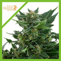 ROYAL KUSH AUTO X3-ROYAL QUEEN SEEDS