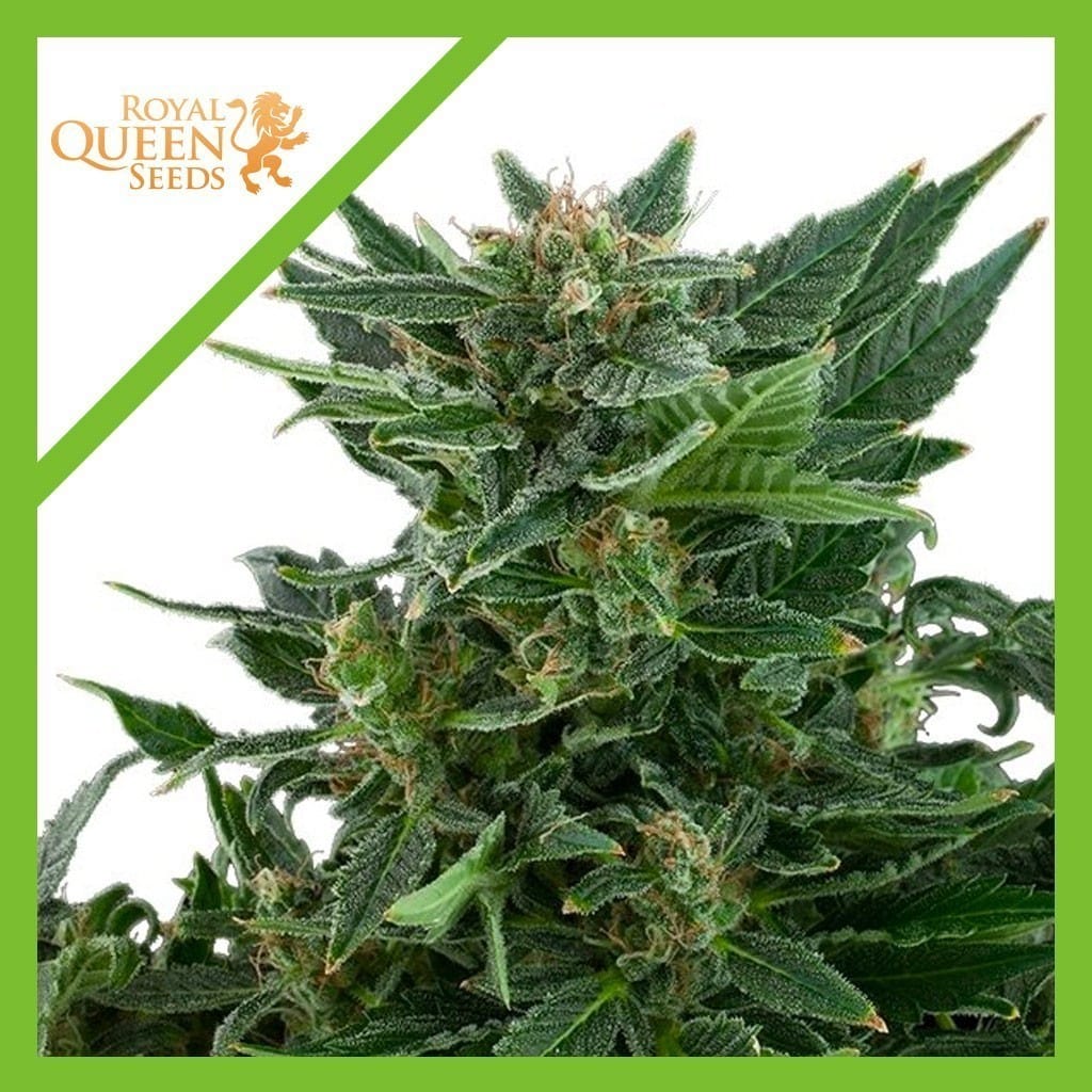 ROYAL KUSH AUTO X3-ROYAL QUEEN SEEDS