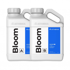 BLOOM A+B 3.75LT-ATHENA